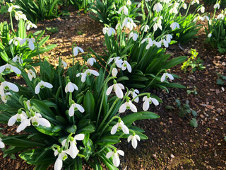 Snowdrop flowers bloom in a garden, showcasing their delicate white petals and green leaves. The...