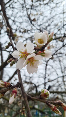 Cherry blossom flowers bloom on a tree branch, symbolizing the arrival of spring and renewal in nature.