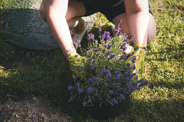 A person wearing gardening gloves plants lavender in the garden on a sunny day. A woman plants...