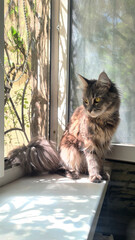 A fluffy Maine Coon cat sits on a windowsill, gazing outside. Sunlight filters through the window,...