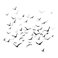 A flock of flying silhouette birds. Black on white background. Vector
