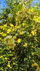 Concept of blooming yellow roses in a garden. The scene features clusters of small yellow flowers against a backdrop of lush green foliage.