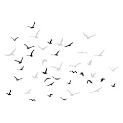 A flock of flying silhouette birds. Black on white background. Vector