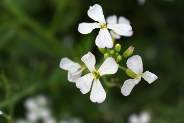 Beautiful white Radish Flower. Radish flower bloom. Closeup radish flower with green leaves in the spring, also known by its common name Virginia stock. Radish flower blooming in nature