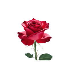 Single Deep Red Rose on Transparent Background