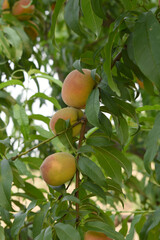 Fresh young unripe Peach fruits on a tree branch with leaves closeup, A bunch of unripe Peaches on...