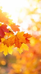Fototapeta premium Autumn Leaves with Bokeh