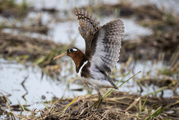 Greater painted-snipe It is a water bird in the order of shorebirds that has different characteristics from most birds.