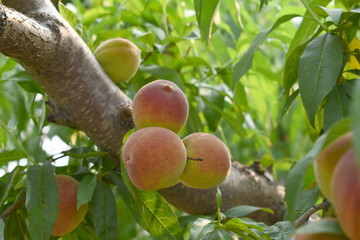 Fresh young unripe Peach fruits on a tree branch with leaves closeup, A bunch of unripe Peaches on...