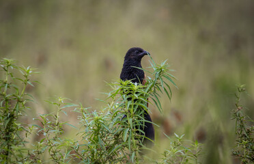 Lesser Coucal It is a bird that lives in the meadows. wetland and mainly fertile agricultural areas.