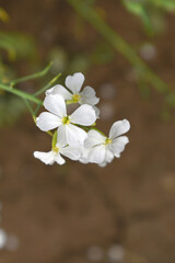 Beautiful white Radish Flower. Radish flower bloom. Closeup radish flower with green leaves in the spring, also known by its common name Virginia stock. Radish flower blooming in nature
