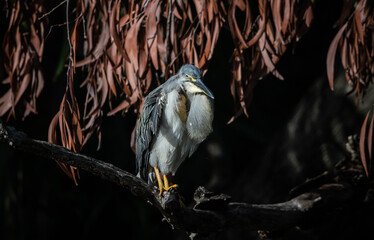 Striated Heron Migratory bird found in streams, rivers, water sources in urban areas and water sources in forests.