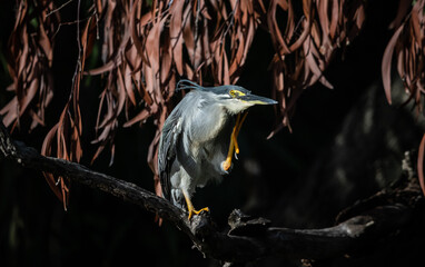 Striated Heron Migratory bird found in streams, rivers, water sources in urban areas and water sources in forests.