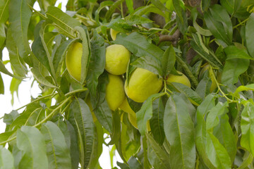 Fresh young unripe Peach fruits on a tree branch with leaves closeup, A bunch of unripe Peaches on...