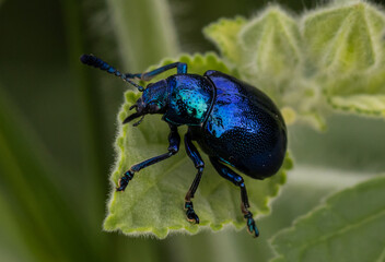 Naklejka premium Blue Milkweed Beetle This beetle belongs to the family Chrysomelidae and is characterized by its shiny, dark blue body. It is commonly found on saplings.