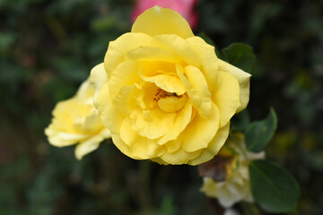 Beautiful yellow rose flower closeup in garden, A very beautiful rose flower bloomed on the rose tree, Rose flower, bloom flowers, Natural spring flower, Nature floral background,