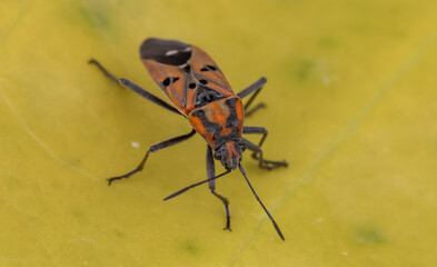 Red milkweed bugs  macro shot.