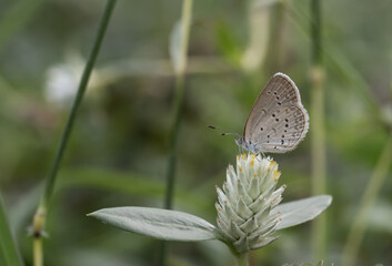 Pointed Ciliate Blue Perched on a grass flower and photographed in macro.