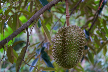 close up of durian