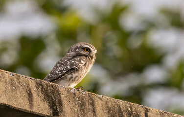 Spotted owlet (Athene brama) It is a type of bird of prey such as an owl. that can be found in Thailand.