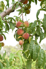 Fresh young unripe Peach fruits on a tree branch with leaves closeup, A bunch of unripe Peaches on a branch, beautiful delicious fruit peaches on the tree, peach fruits grow on a peach tree branch
