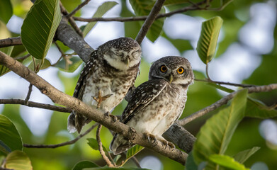 Spotted owlet (Athene brama) It is a type of bird of prey such as an owl. that can be found in Thailand.
