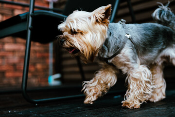 Yorkshire Terrier puppy is walking outdoors, wearing a harness. A charming Yorkshire Terrier dog...