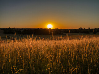 Golden sunlight rises over tall meadow grass in the German countryside. A peaceful sunrise scene...
