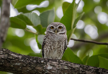 Spotted owlet (Athene brama) It is a type of bird of prey such as an owl. that can be found in Thailand.