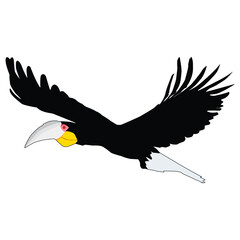 Cartoon Hornbill Bird in Flight Illustration