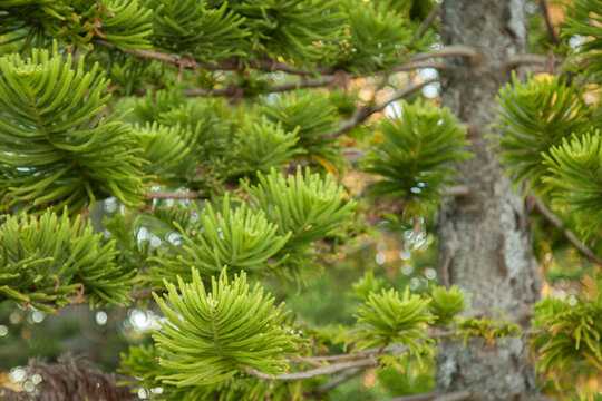 Norfolk Pine tree leaves