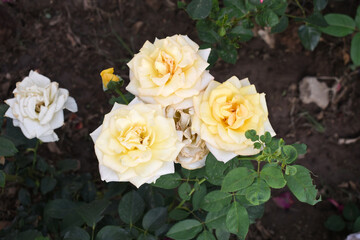 Beautiful white yellow rose flower closeup in garden, A very beautiful white yellow rose flower bloomed on the rose tree, Rose flower closeup, bloom flowers, Natural spring flower floral background
