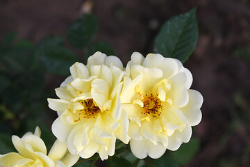 Beautiful white yellow rose flower closeup in garden, A very beautiful white yellow rose flower bloomed on the rose tree, Rose flower closeup, bloom flowers, Natural spring flower floral background