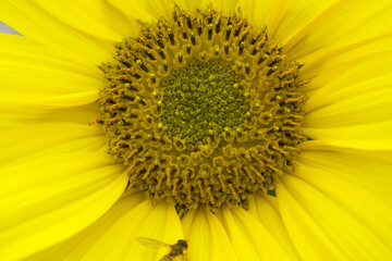 Obraz premium Closeup of a sunflower growing in a field of sunflowers during a nice sunny summer day, Sunflower natural background. flower blooming, Beautiful field of blooming sunflowers, Chakwal, Punjab, Pakistan