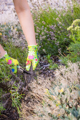 Naklejka premium Woman hands prune lavender in a garden