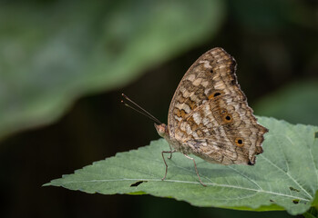 Junonia lemonias lemonias on green leaf.