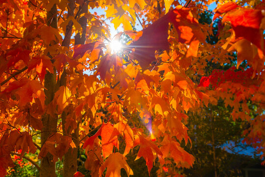 brilliant autumn leaves