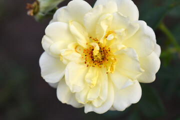 Beautiful white yellow rose flower closeup in garden, A very beautiful white yellow rose flower bloomed on the rose tree, Rose flower closeup, bloom flowers, Natural spring flower floral background