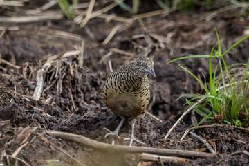 Barred Buttonquail that can be found in the fields of Thailand.