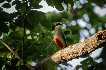 Fairy Pitta Passage Migrant in Spring and or Autumn in Thailand is likely to become extinct, rare (due to behavior) or very few in suitable habitats.