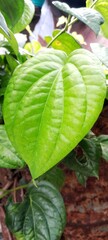 A betel leaf (piper betle), which is a traditional Indonesian herbal medicine, seen up close