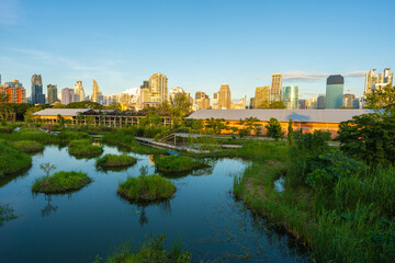 Green city swamp park with sunset blue sky cloud pathway and beautiful trees track running