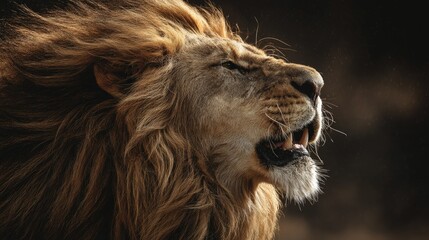close-up of lion roaring with mane blowing, color tones: golden tawny, dark brown, and savannah tan