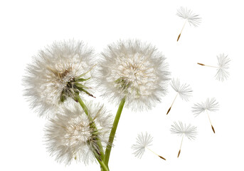 Obraz premium Grown Dandelions and Floating Dandelion Seeds – Nature Botanical Scene, Isolated on White or Transparent Background