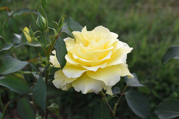 Beautiful pink yellow rose flower closeup in garden, A very beautiful pink yellow rose flower bloomed on the rose tree, Rose flower closeup, bloom flowers, Natural spring flower floral background
