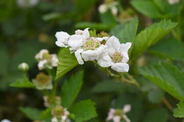 Blackberry flowers blooming in the garden, Beautiful in spring bloom garden. Blackberry bush with white flowers, Blossoming blackberry bush and bee, sunny spring day, Chakwal, Punjab, Pakistan