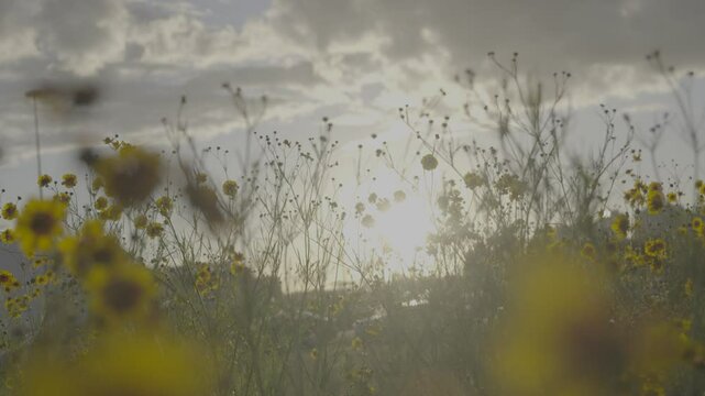 Flores amarelas SLOG3 Sol