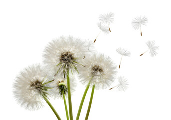 Fototapeta premium Grown Dandelions and Floating Dandelion Seeds – Nature Botanical Scene, Isolated on White or Transparent Background