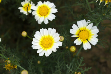 White Yellow Crown Daisy, Close-up of a white and yellow crown daisy flower, blooming in nature, Close-up shot of beautiful White yellow Crown Daisy flower (Chrysanthemum coronarium), Crown Daisy,