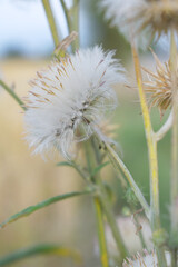 A blooming Creeping Thistle plant, Creeping thistles flower at the meadow. wild flower bloom, thistle in seed, natural flower, creeping thistle flower closeup, Closeup of fluffy creeping thistles seed